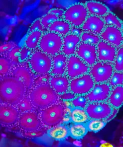 Wysiwyg Crazy Mixed Zoanthid Rock (C77)
