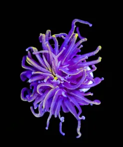 Wysiwyg Golden Indonesian Torch Coral (C8)