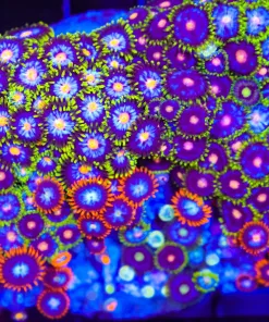 Wysiwyg Crazy Mixed Zoanthid Rock (C81)