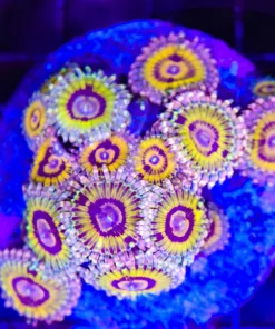 Wysiwyg Zoanthid Coral Mini Colony | Rare Color (C82)