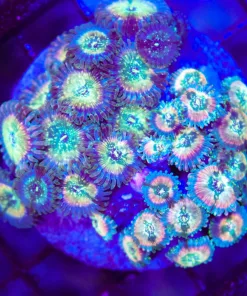 Wysiwyg Zombie Zoa Colony (C83)