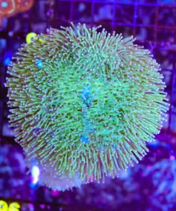 Wysiwyg Large Wild Australian Leather Coral Colony (C85)