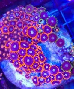 Wysiwyg Crazy Mixed Zoanthid Rock (C85)