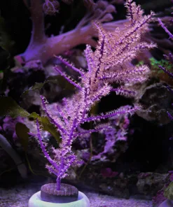 Wysiwyg Photosysenthic Purple Gorgonian Frag (C86)