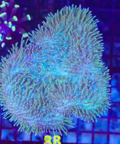 Wysiwyg XL Leather Coral Colony | Wild Australian (C88)