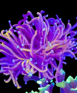 Wysiwyg Torch Coral (C9)