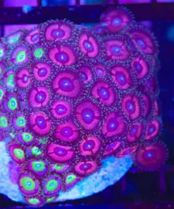 Wysiwyg Zoanthid Combo Colony (C90)