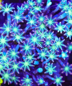 Wysiwyg Clove Polyp Colony (C92)