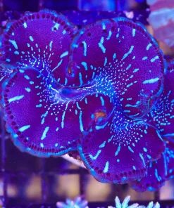 Wysiwyg Maxima Clam (C93)