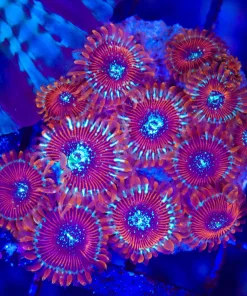 Wysiwyg Mini Ultra Zoanthid Colony (C94)
