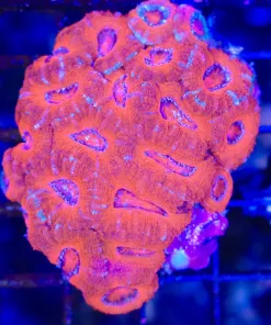 Wysiwyg Acan Coral Colony | Pick Up Only! Sorry (C95)