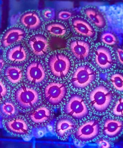 Wysiwyg Bubblegum Zoanthid Colony (C96)