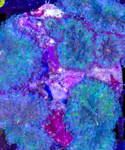 Wysiwyg Rock Covered In Blue Green Yuma (C97)