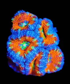 Wysiwyg Rainbow Acan Frag [F1]