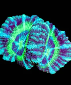 Wysiwyg Time Twister Acan [F10]