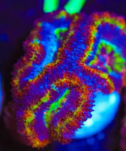 Wysiwyg Ultra Acan Frag [F10]