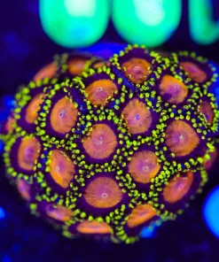 Wysiwyg Yellow Brick Road Zoa Frag [F100]
