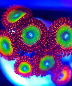 Wysiwyg Bowser Zoanthid Frag [F103]