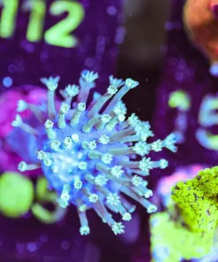 Wysiwyg Unique Leather Coral Frag [F105]