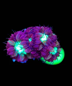 Wysiwyg Blastomussa Merletti Small Frag [F107]