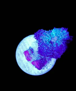 Wysiwyg Small Purple Mushroom [F108]