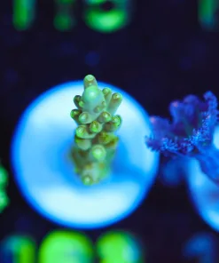 Wysiwyg Golden Hour Acropora Frag SMall [F108]