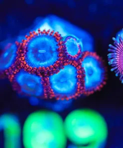 Wysiwyg Blue Zoa Frag [F109]