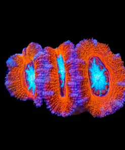 Wysiwyg Frozen Mouth Acan Frag [F11]