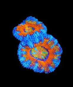Wysiwyg Tri Color Acan Frag [F11]