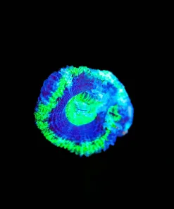 Wysiwyg Tiny Acan Frag [F110]