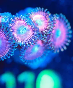 Wysiwyg Cotton Candy Zoanthid Frag [F110]