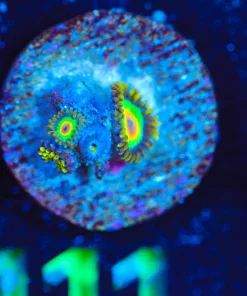 Wysiwyg TINY Rasta Frag [F111]