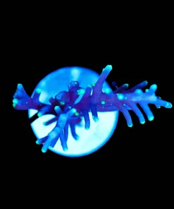 Wysiwyg Purple Dragon Acropora Frag [F112]