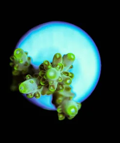 Wysiwyg Acropora Frag [F112]