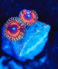 Wysiwyg Zoa Frag [F114]