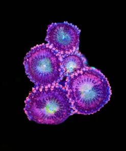 Wysiwyg Pink Infusion Zoanthid [F114]