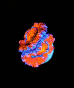 Wysiwyg Acan Frag [F115]