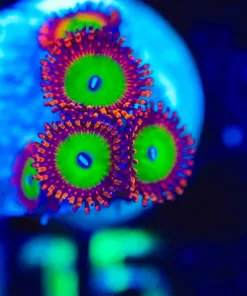 Wysiwyg Candy Apple Red Zoa Frag [F115]