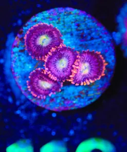 Wysiwyg Pink Infusion Zoa Frag [F116]