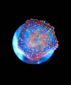 Wysiwyg Rhodactis Mushromo [F116]