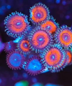 Wysiwyg Combo Zoa Frag | Aromor Of God X Blueberries [F117]