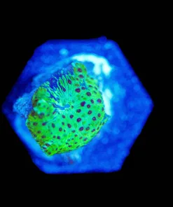 Wysiwyg Unique Tiny Mushroom [F118]