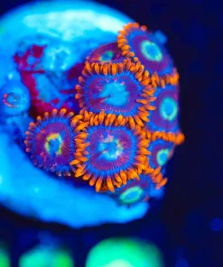 Wysiwyg Fire N Ice Zoa Frag [F118]
