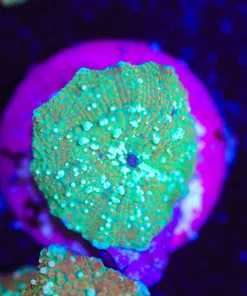 Wysiwyg Mushroom Frag [F119]
