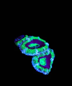 Wysiwyg Large Forest Fire Digitata Frag [F119]