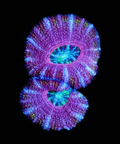 Wysiwyg Purple Goblin Acan Frag [F12]