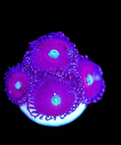 Wysiwyg Zoanthid Frag [F120]