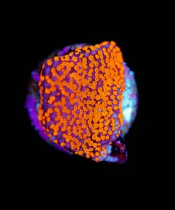 Wysiwyg Superman Montipora [F122]