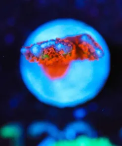 Wysiwyg Small Forest Fire Digitata Frag [F122]
