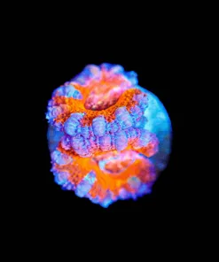 Wysiwyg Acan Frag [F123]
